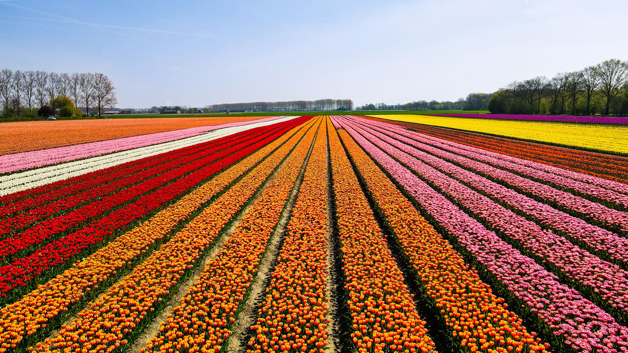 Bloembollenveld